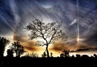 Baum und Sonne